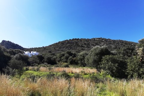 14000m² Land in Malia, Greece No. 56592 11