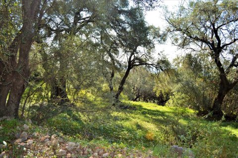 7606m² Land en Corfu, Greece No. 56415 21