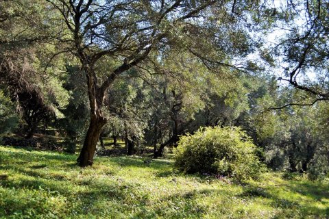 7606m² Land in Corfu, Greece No. 56415 13