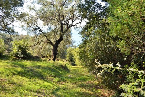 7606m² Land en Corfu, Greece No. 56415 24