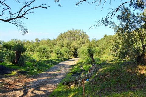 7606m² Land à Corfu, Greece No. 56415 26