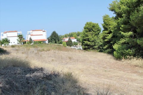 12000m² Land in Chalkidiki, Greece No. 60604 4