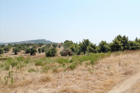 12000m² Land in Chalkidiki, Greece No. 60604 2