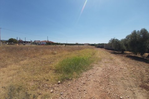 12300m² Land in Polygyros, Greece No. 56237 3