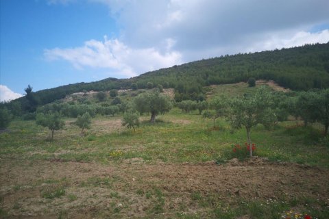 18500m² Land à Chalkidiki, Greece No. 57342 4