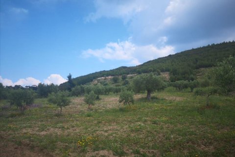 18500m² Land en Chalkidiki, Greece No. 57342 2