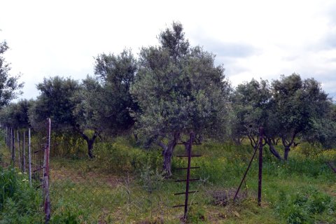 4500m² Land in Gazi, Greece No. 57406 6