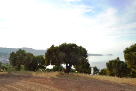 19000m² Land en Chalkidiki, Greece No. 59651 2