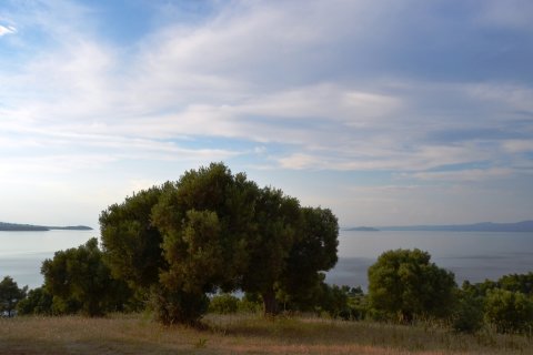 19000m² Land en Chalkidiki, Greece No. 59651 1