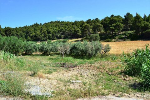 12500m² Land en Chalkidiki, Greece No. 59606 4