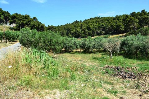 12500m² Land en Chalkidiki, Greece No. 59606 6