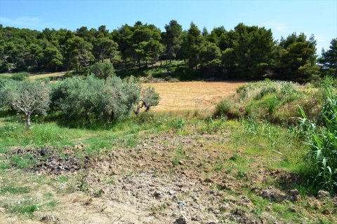 12500m² Land en Chalkidiki, Greece No. 59606 5