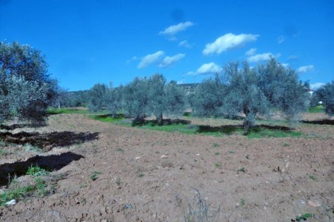 3500m² Land in Chalcis, Greece No. 59782 1