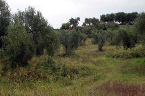 18237m² Land in Chalkidiki, Greece No. 60074 1