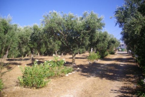 5 chambres House à Zakynthos, Greece No. 24608 12