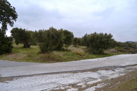 34000m² Land en Polygyros, Greece No. 59825 4