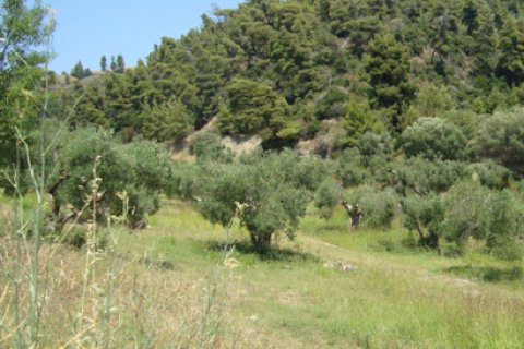 16500m² Land en Chalkidiki, Greece No. 60682 1