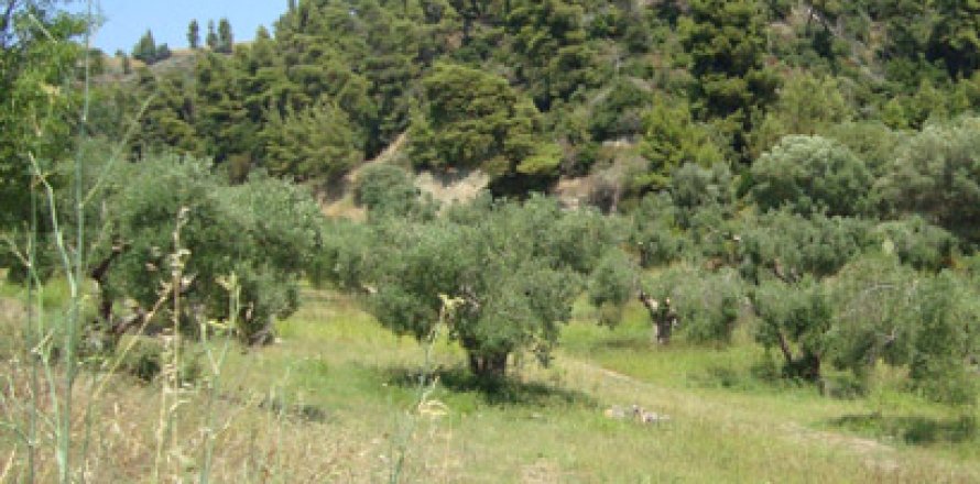 16500m² Land in Chalkidiki, Greece No. 60682