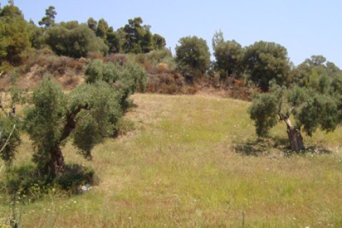 16500m² Land en Chalkidiki, Greece No. 60682 2