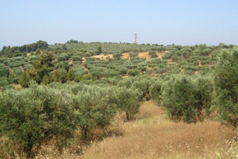 14300m² Land en Chalkidiki, Greece No. 60681 2