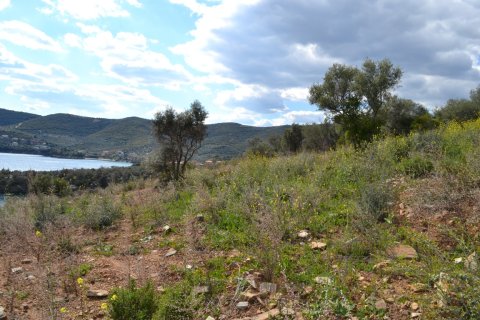 15000m² Land en Chalkidiki, Greece No. 58827 3