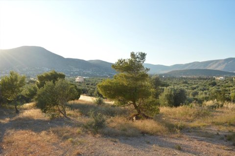 12600m² Land en Palaia Fokaia, Greece No. 58666 1