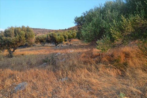 11000m² Land en Agios Nikolaos, Greece No. 58561 6