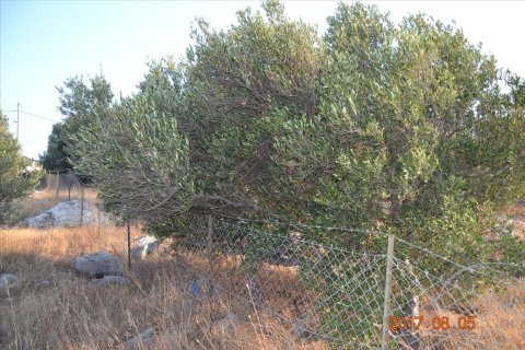 3000m² Land in Agios Nikolaos, Greece No. 58562 6