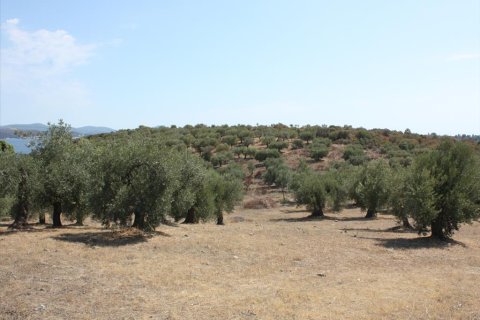 4070m² Land en Chalkidiki, Greece No. 60617 6