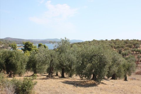 4070m² Land in Chalkidiki, Greece No. 60617 5