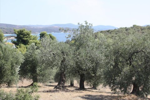 4070m² Land à Chalkidiki, Greece No. 60617 4