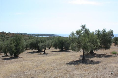 4070m² Land à Chalkidiki, Greece No. 60617 2