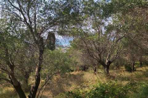 4500m² Land in Corfu, Greece No. 55934 5