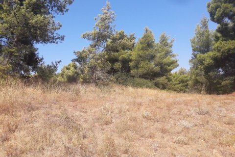 8076m² Land en Kalamos, Greece No. 56018 4