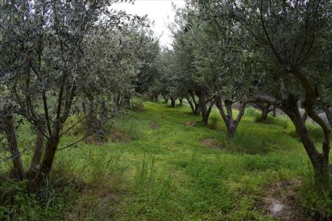 45000m² Land in Rethymno, Greece No. 58813 5