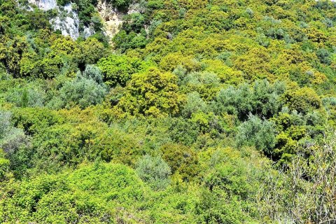 9500m² Land in Corfu, Greece No. 57425 8