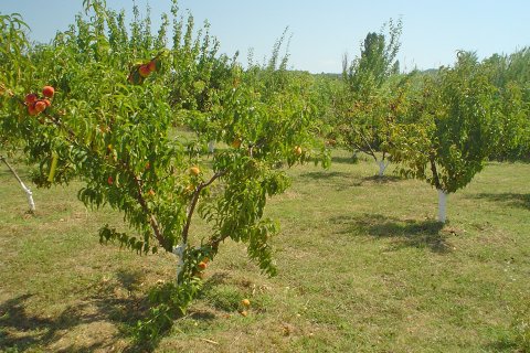 120m² House en Karystos, Greece No. 60531 13