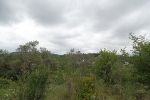 15000m² Land in Corfu, Greece No. 58160 5