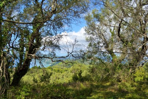 4673m² Land in Corfu, Greece No. 56451 3