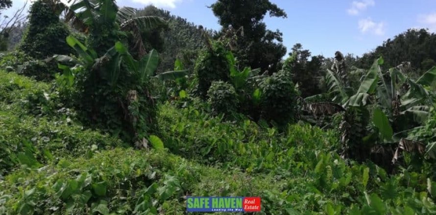 39943m² Land in Saint Joseph, Dominica No. 66284