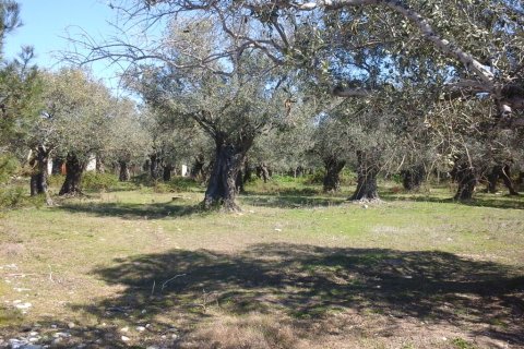 10500m² Land en Thasos, Greece No. 60475 6