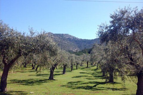 16000m² Land en Thasos, Greece No. 60474 1