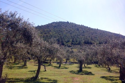 16000m² Land in Thasos, Greece No. 60474 2