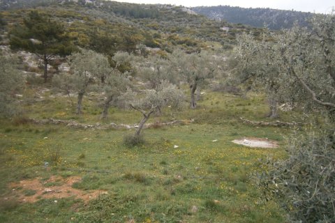 16000m² Land in Thasos, Greece No. 60474 5