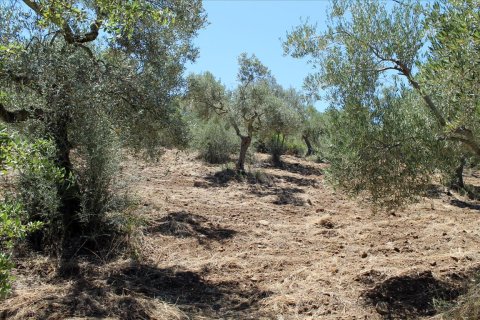 9000m² Land in Chalkidiki, Greece No. 60203 10