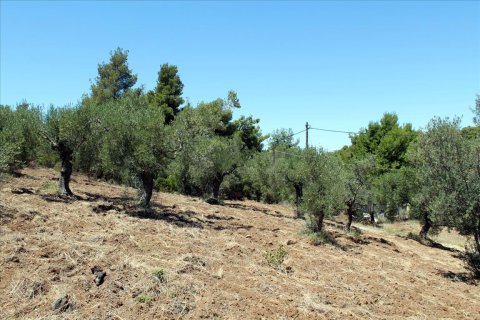 9000m² Land in Chalkidiki, Greece No. 60203 11