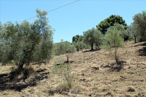 9000m² Land en Chalkidiki, Greece No. 60203 4