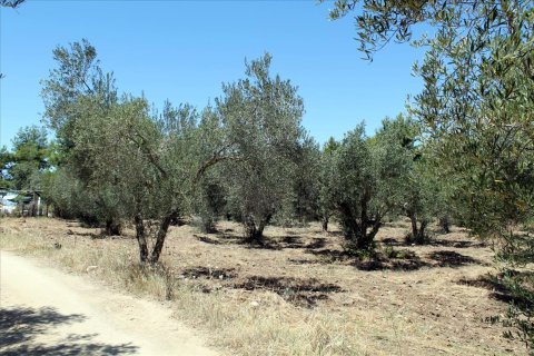 9000m² Land in Chalkidiki, Greece No. 60203 9