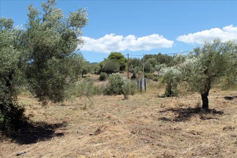 9000m² Land en Chalkidiki, Greece No. 60203 6