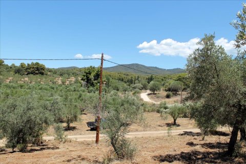 9000m² Land in Chalkidiki, Greece No. 60203 13